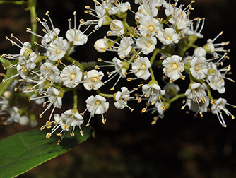 Ehretia asperula Zoll. et Mor.  宿苞厚壳树_334.jpg
